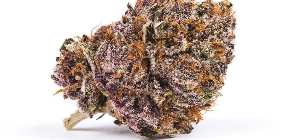 If you want to purchase Pink Kush in Canada, check out this detailed review first. Before buying this Indica hybrid, you need to be aware of its powerful abilities. 