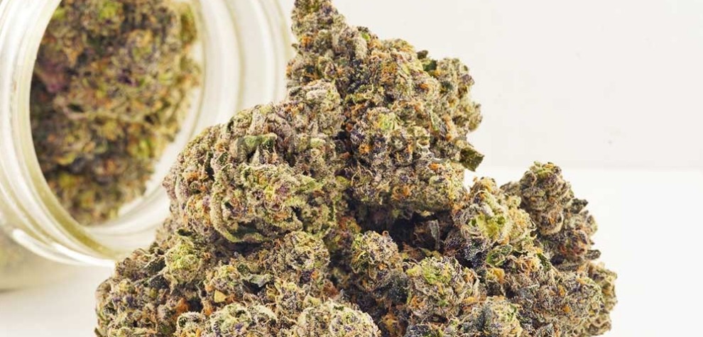 If you are on the hunt for top-shelf cannabis, you got to try the Purple Space Cookies AAAA+. This is an Indica-dominant strain (80:20 Indica to Sativa ratio) with up to 28 percent of THC. 