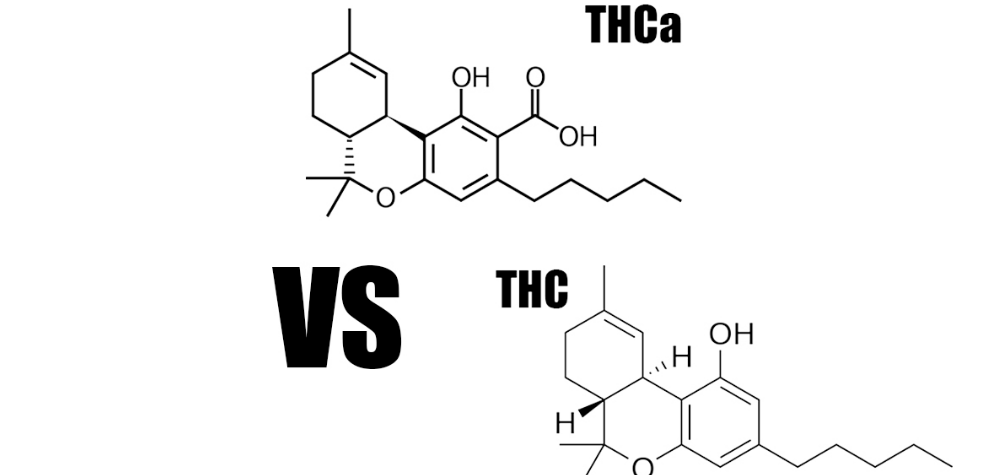 We’ve attempted to show you what the main differences are when it comes to THCA vs THC. And although they are two different substances, they are also very similar. 