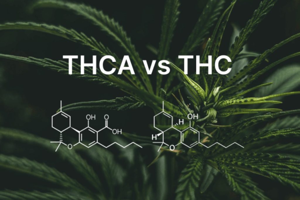 This article will show you what the main differences are when it comes to THCA vs THC. And although they are two different substances, they are also very similar. 