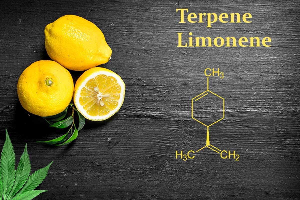 Lemons and scientific diagram showing What is Limone in cannabis.