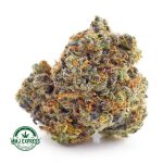 Buy Cannabis Shiva Skunk AA at MMJ Express Online Shop