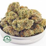 Buy Cannabis Shiva Skunk AA at MMJ Express Online Shop