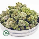 Buy Cannabis Greasy Pink AAAA (Popcorn) at MMJ Express Online Shop