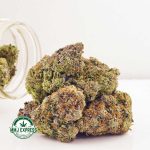 Buy Cannabis El Chapo AA at MMJ Express Online Shop