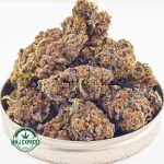 Buy Cannabis Purple Afghani AAA at MMJ Express Online Shop