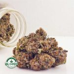 Buy Cannabis Purple Afghani AAA at MMJ Express Online Shop