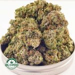 Buy Cannabis Master Kush Ultra AA at MMJ Express Online Shop