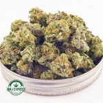 Buy Cannabis Black Widow AAAA (Popcorn) at MMJ Express Online Shop