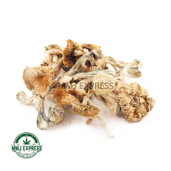 Buy Shrooms - Great White Monster at MMJ Express Online Shop