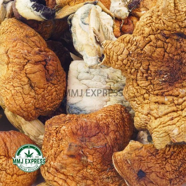 Buy Shrooms - Golden Teacher at MMJ Express Online Shop