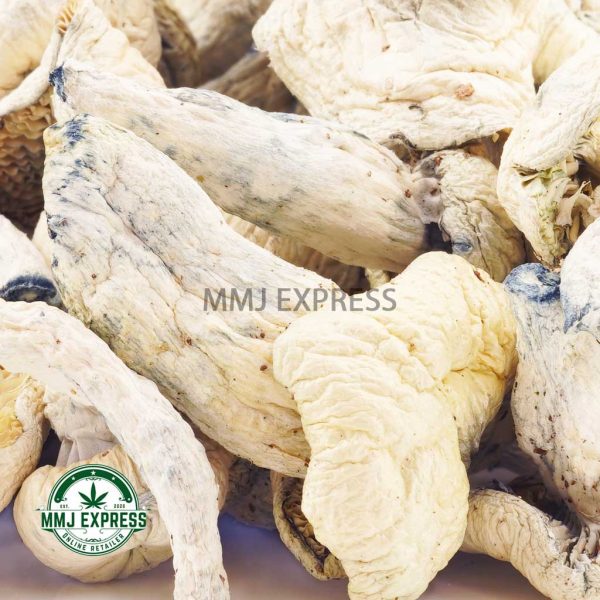 Buy Shrooms - Albino at MMJ Express Online Shop