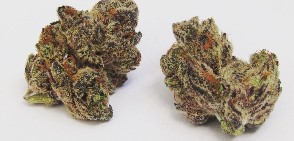 Now that you have learned about the therapeutic effects and other benefits of Fuego cannabis, it is time to give this 26% THC content weed a try. 