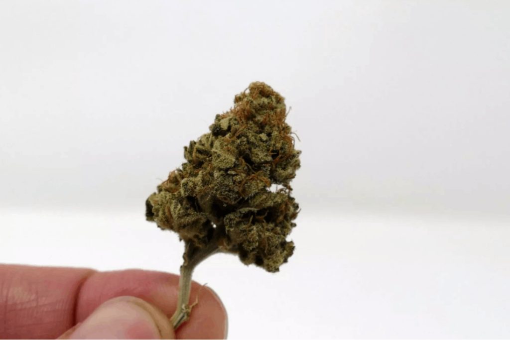 Now that you have learned about the therapeutic effects and other benefits of Fuego cannabis, it is time to give this 26% THC content weed a try. 