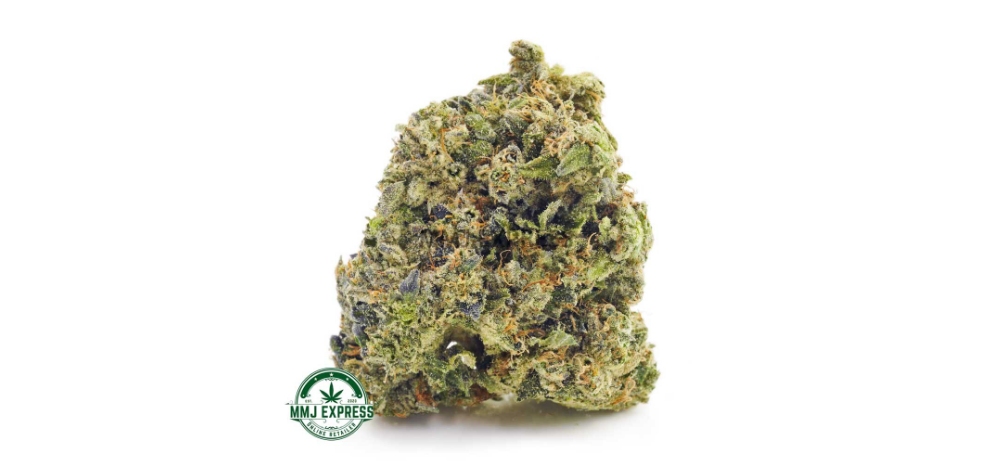 You can buy super potent Gassy Gelato forest green nugs with rich purple and orange hairs from our weed store.