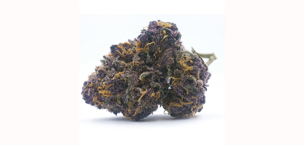 Huckleberry weed and all the most similar strains as listed in this Huckleberry strain review are highly recommended for all cannabis connoisseurs wanting to try the best of the berry cannabis range. 