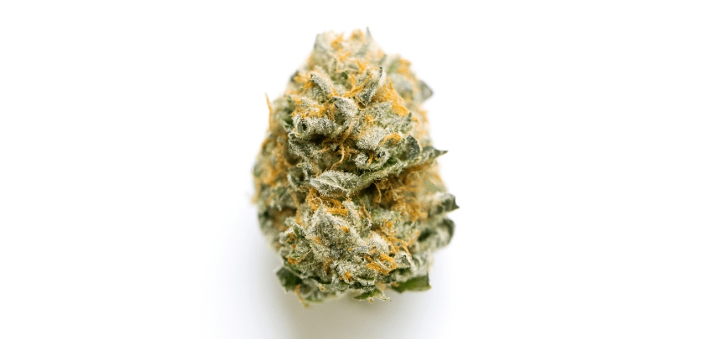 This Jet Fuel Gelato strain wouldn’t be complete without telling you where to get your green fingers on this powerful weed. 