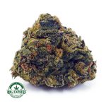 Buy Cannabis Comatose OG AA at MMJ Express Online Shop