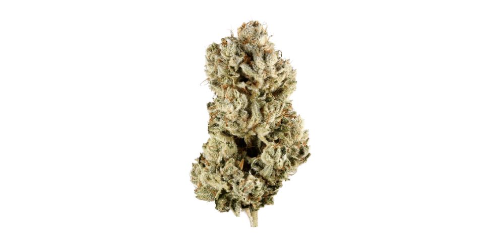 The THC content of the Gorilla Glue 4 strain can vary depending on the growing conditions and the particular batch, but it is known to be among the most potent buds available.