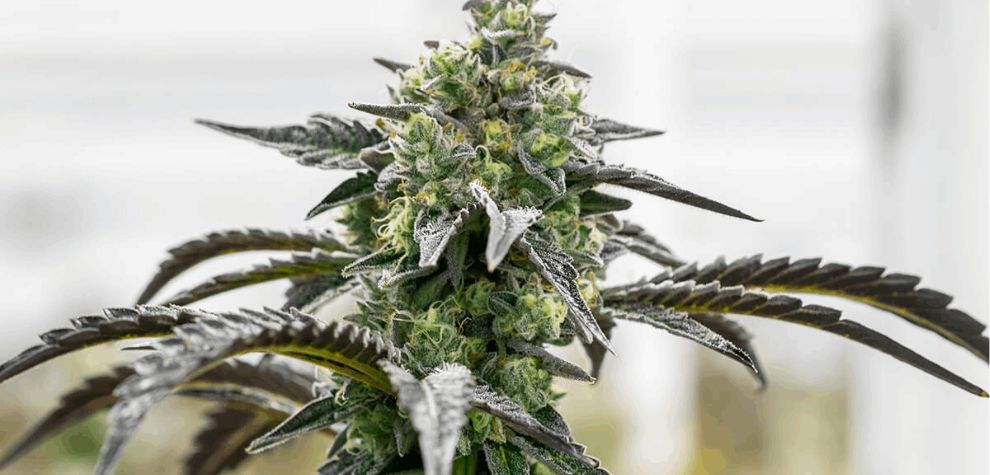 Ice Cream Cake is a THC-rich cannabis strain. According to the facts, the Ice Cream Cake THC Level hovers around 23 percent on average.