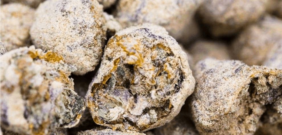 Moon rocks are insanely potent. While most standard cannabis flower clocks in at around 20 percent of THC, moon rocks will give you around 50 percent of THC. 