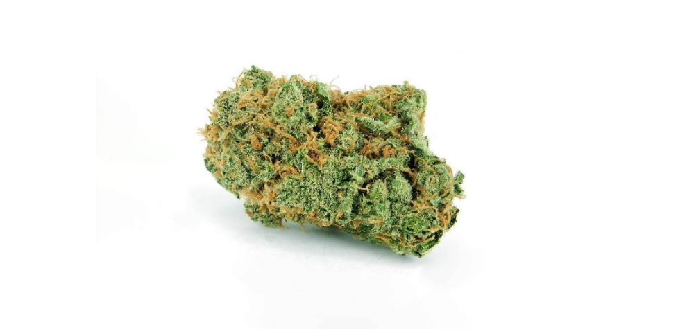 Bruce Banner strain's THC levels test at between 24% and 29%, making it a holy grail for those looking for a massive dose of THC or the strongest high.