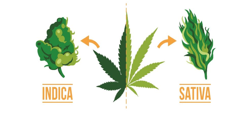Indicas, and Sativas are the most known cannabis products for their recreational and medicinal attributes. 
