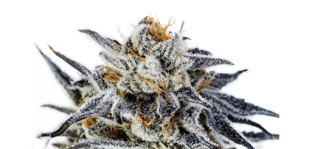 The Purple Punch strain is an iconic and powerful Indica-dominant hybrid (80:20 Indica to Sativa ratio), and the cross between Larry OG and Granddaddy Purple. 