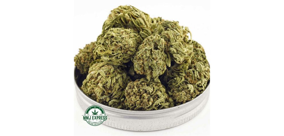 The star of the show is Trainwreck AA, a quality Sativa hybrid (80:20 Sativa to Indica ratio) with around 18 to 25 percent of THC. 
