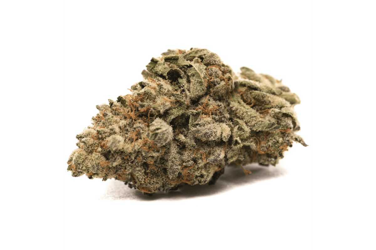 This detailed guide on the Grease Monkey strain features everything you need to know about this bud like THC content, flavours & beneficial effects. 