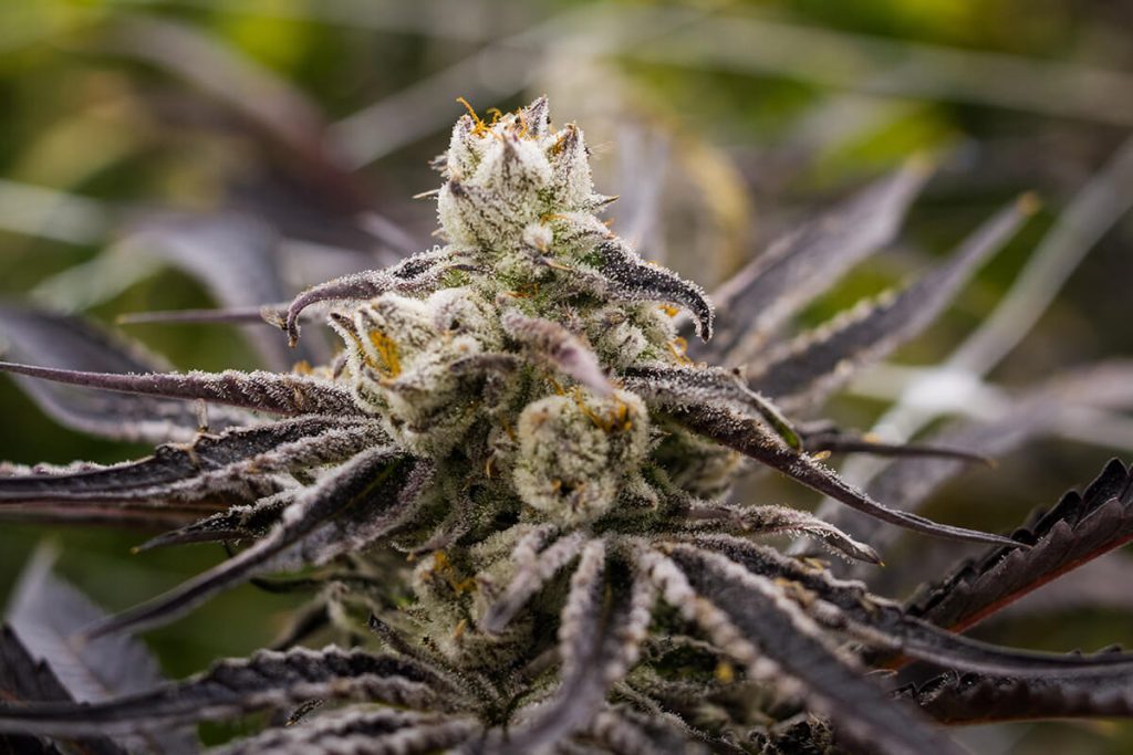 The Purple Punch strain is a rare Indica hybrid that's booming in popularity - due to its sedating effects, as well as its addictive blueberry and vanilla flavours. 