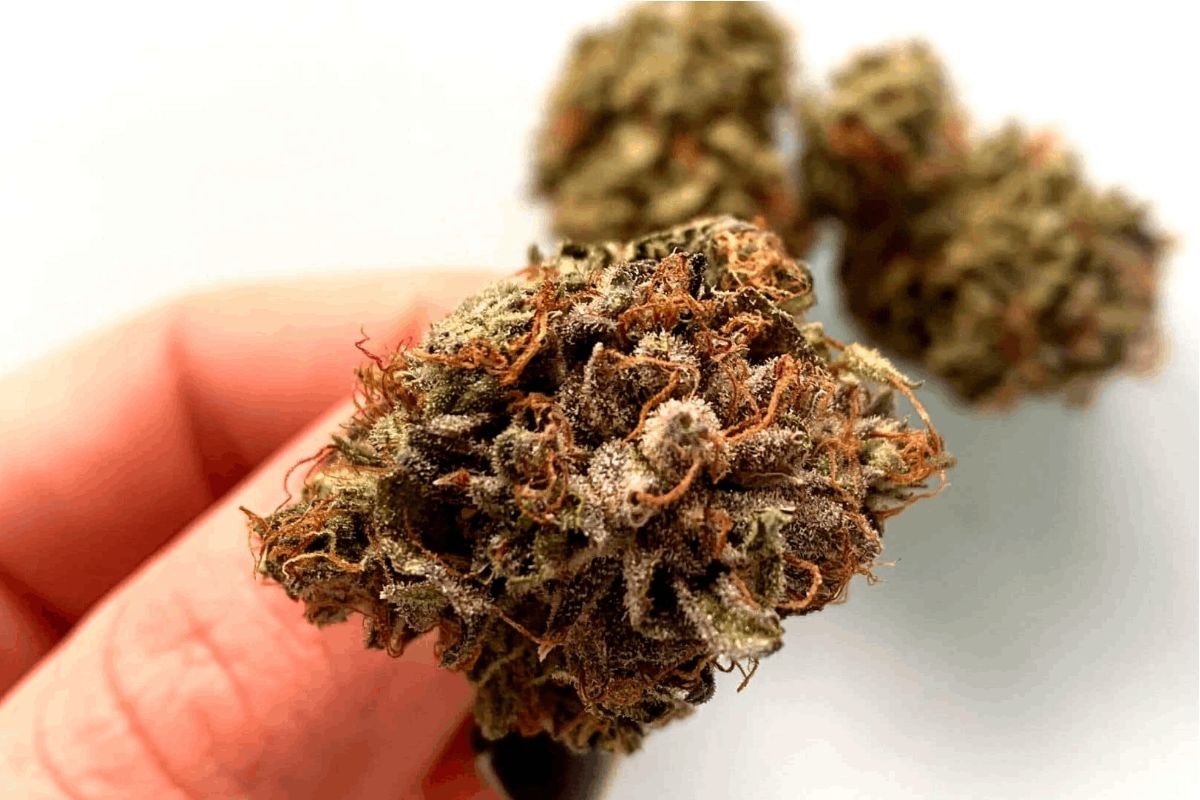 Let's dive into one of the most popular and potent buds out there, the Trainwreck strain. 