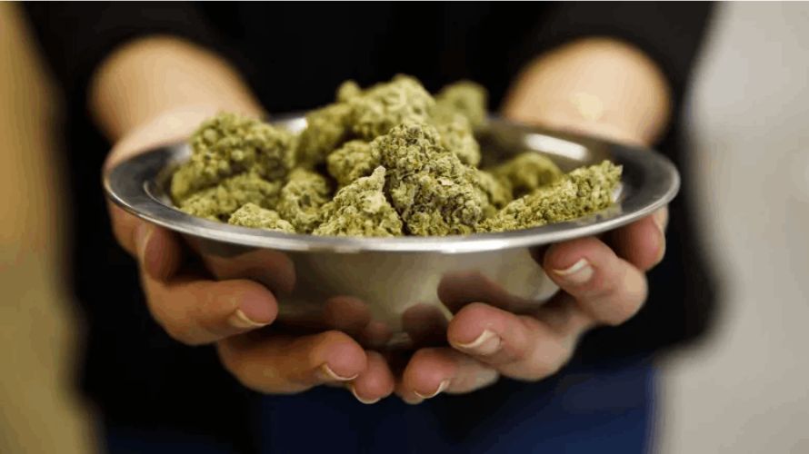 As you already know, MMJ Express is simply the best place to shop for cheap weed in Canada. 