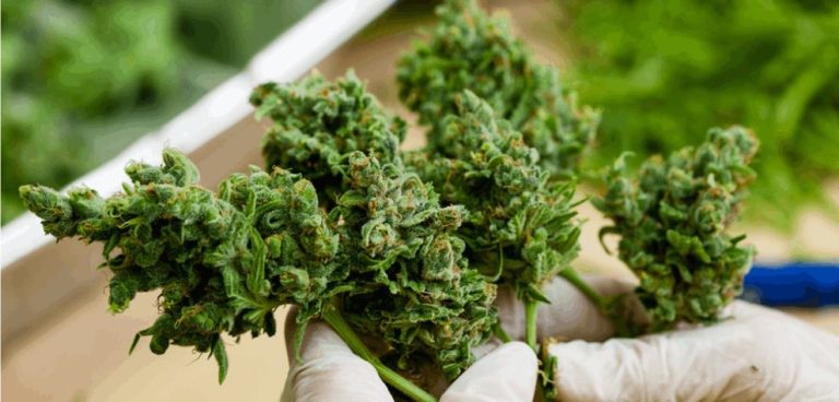 Best BC Weed Online: Top 5 Strains To Buy Online in Canada