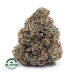 Buy Cannabis Orange Crush AA at MMJ Express Online Shop