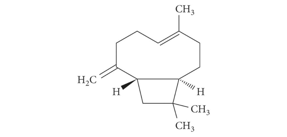 The primary terpenes in Girl Scout Cookies strain are Caryophyllene, Myrcene and Limonene.