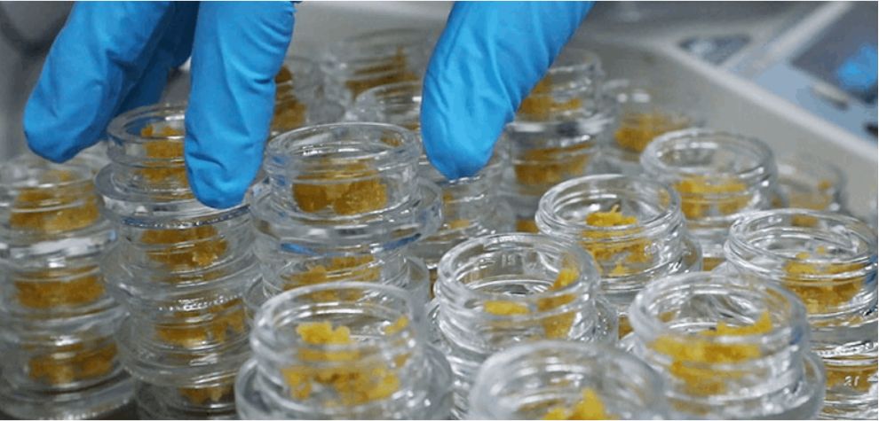 Dabbers love resin because it's more flavourful than other concentrates. By freezing the biomass, producers ensure that they preserve as many terpenes as possible, retaining the flavour of the "live" marijuana plant.
