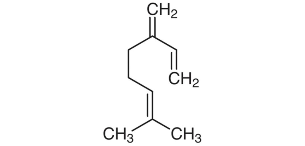 Pink Gasoline strain primary terpenes are Myrcene, Pinene, and Caryophyllene. Myrcene is one of the most abundant cannabis terpenes.