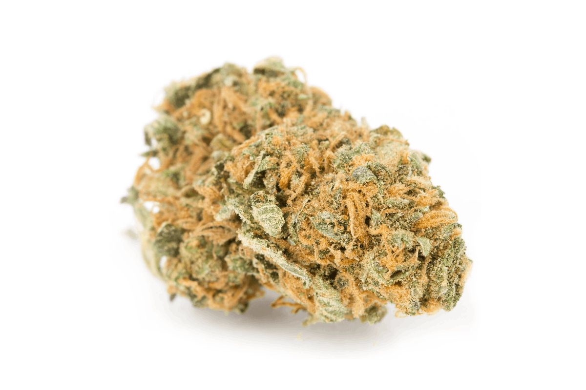 This article tells you all about this Girl scout cookies strain, its terpene profile, effects and where to buy it online in Canada. Read on blog!