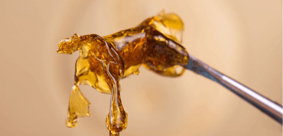 Wondering what is shatter weed? Marijuana shatter is a cannabis concentrate known for its hard, glass-like consistency that "shatters" when handled.