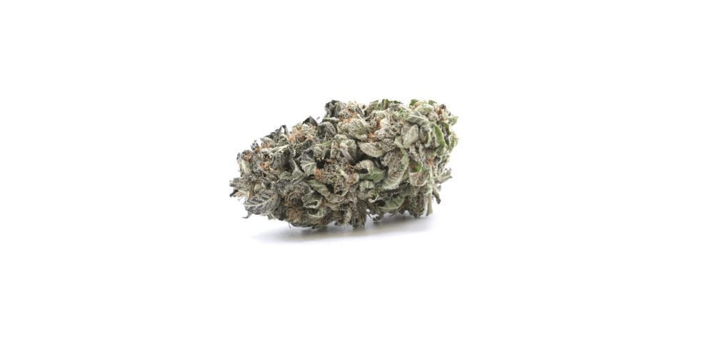 Blue Coma is as visually striking as it is powerful. It has medium-sized nugs that are dense and compact, like typical indica buds, despite it being a sativa-dominant hybrid. 
