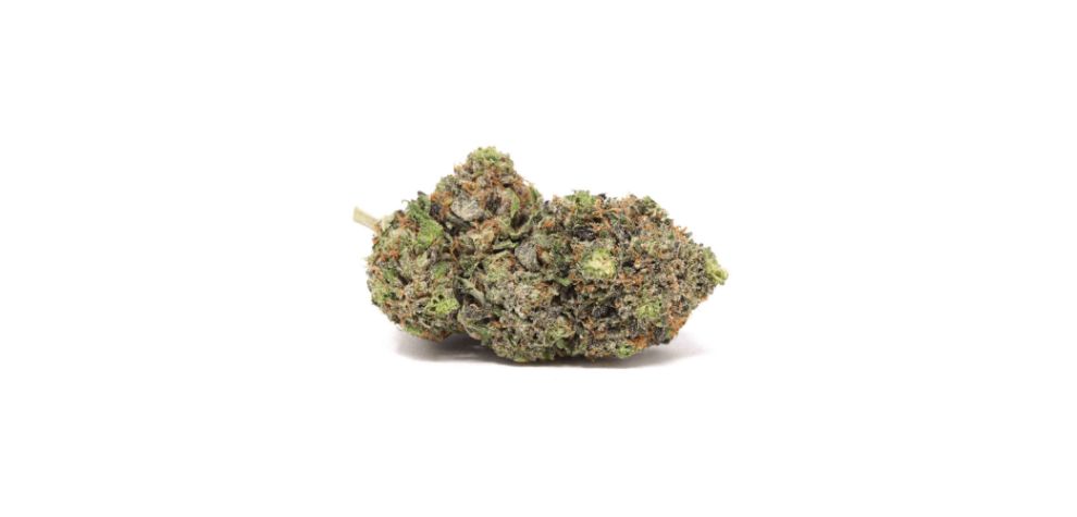 MMJ Express is Canada's leading mail-order marijuana known for offering high-quality cannabis products at pocket-friendly prices.