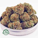 Buy Cannabis Pineapple Haze AA at MMJ Express Online Shop