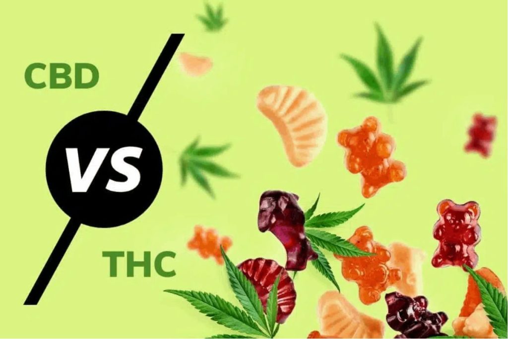 In this no-nonsense guide on the difference between CBD and THC edibles, you'll find out everything you must know in order to become well-informed and confident.