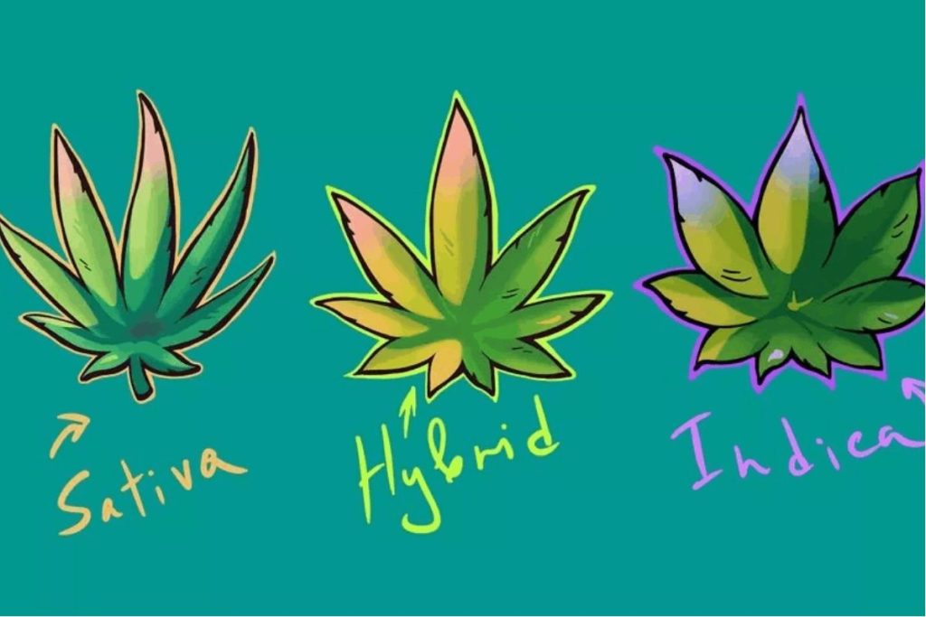 There is a significant difference between indica and sativa with respect to effects and physical appearance. Hybrids take up the best attributes of these two strains to create a plant with special effects for the user.
