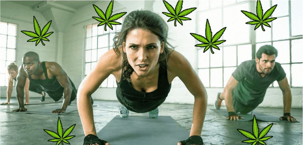 When it comes to combining exercise and weed, Sativa strains take the spotlight as the perfect choice for boosting your workout and getting in the exercise zone. 