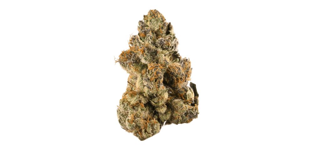 Whether you're a seasoned cannabis user or a curious beginner, you'll find this post to be a comprehensive Gelato strain review.