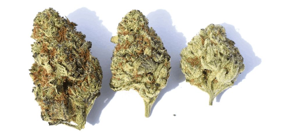 The buds of Gelato possess a dense and compact structure, exhibiting a striking dark green hue that is accentuated by vibrant orange filaments and glistening trichomes. Gelato strain review