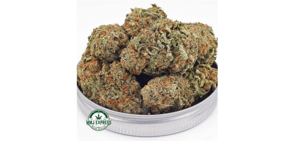 Are you looking for some disruptive burst of energy that, at the same time, keeps you focused? Indulge in the sativa-dominant Island Maui Haze.