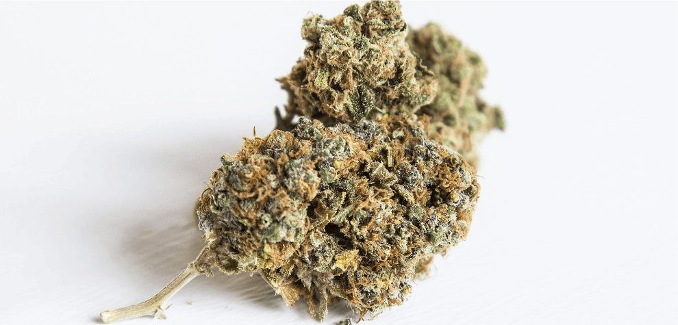 The world of online dispensaries offers a treasure trove of pure Sativa strains waiting to be discovered. Here are two famous pure Sativa strains to buy online.